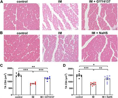 H2S Protects Against Immobilization-Induced Muscle Atrophy via Reducing Oxidative Stress and Inflammation
